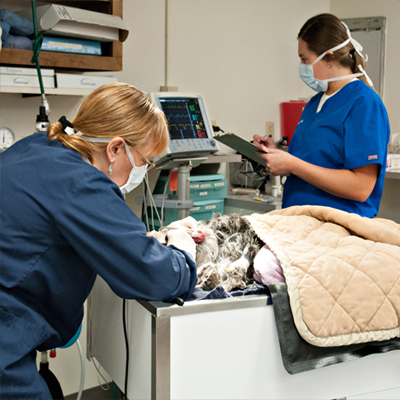 Dover Veterinary Hospital is recognized for our ability in performing a