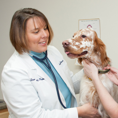 What Is Holistic Veterinary Medicine?