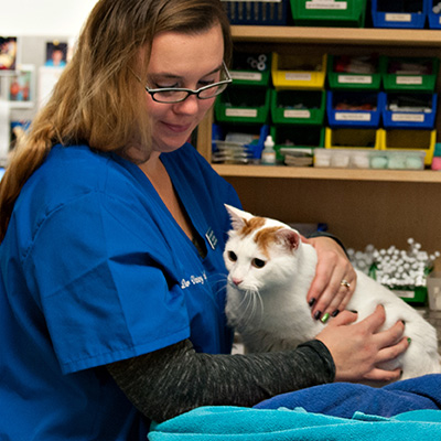 Pet Wellness | Dover Veterinary Hospital | Dover Veterinarian